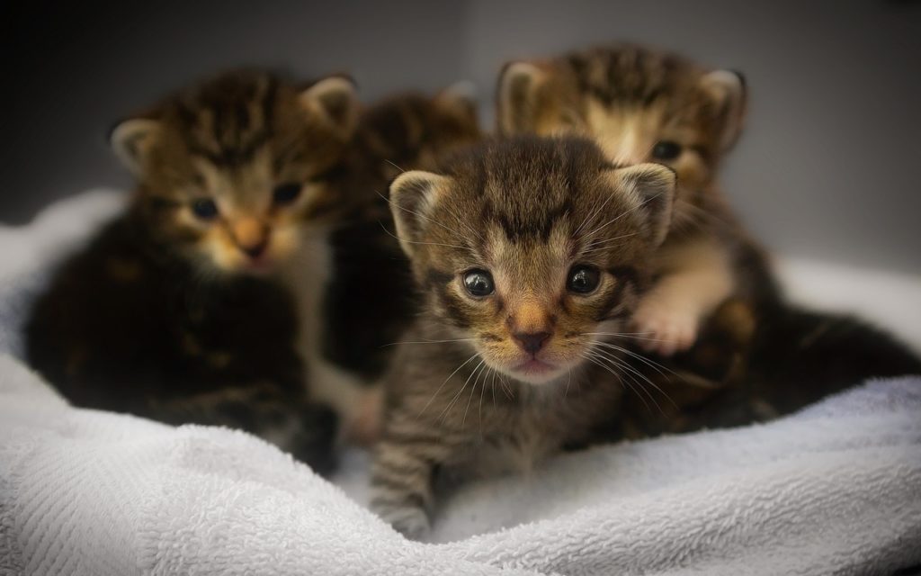 Kitten Safe House